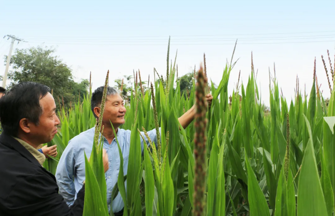 智慧育種：讓農(nóng)業(yè)有“智”更有“質(zhì)”