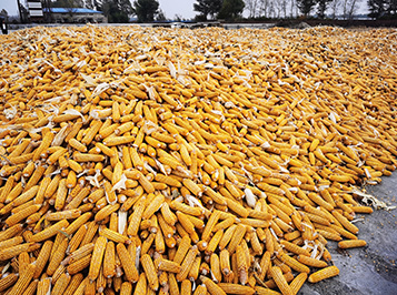 實(shí)驗(yàn)田地與肥料