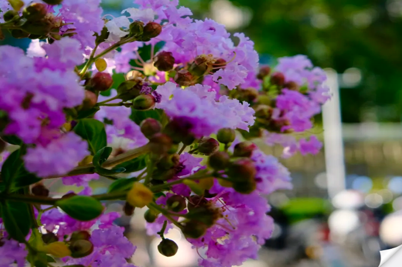 The picture shows that Xingyu | crape myrtle flowers bloom. summer is only romantic. have you got it