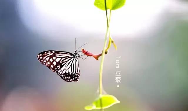 2016年，海參為您打造養(yǎng)生月歷表