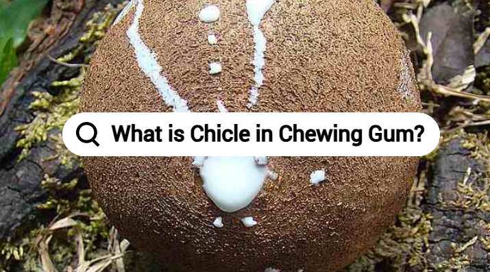 What is Chicle in Chewing Gum?