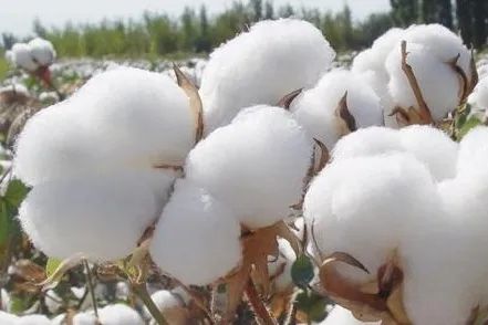 Deer People Classroom-Introduce Xinjiang Cotton to You
