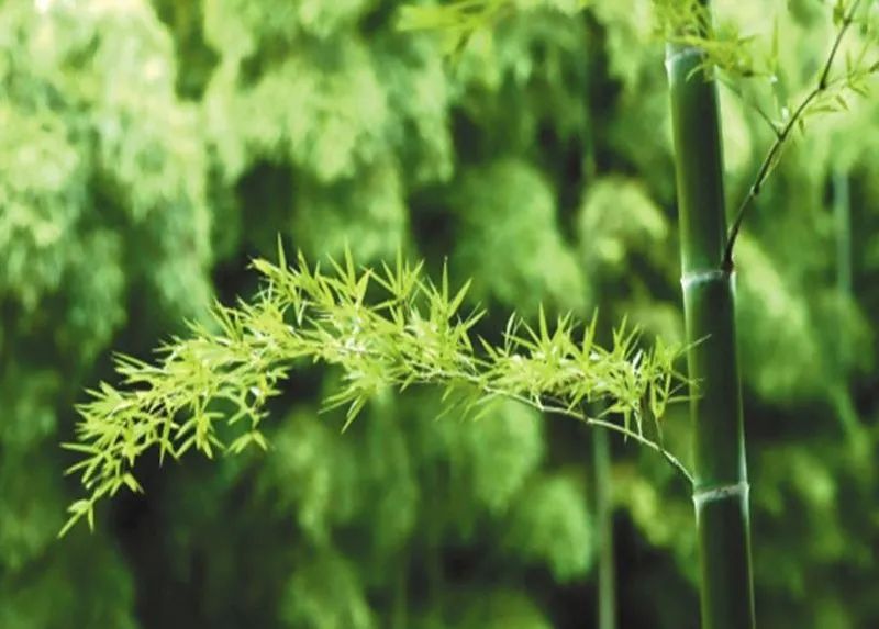 Deerslayer Classroom Knowledge-Take You to Know Bamboo Fiber
