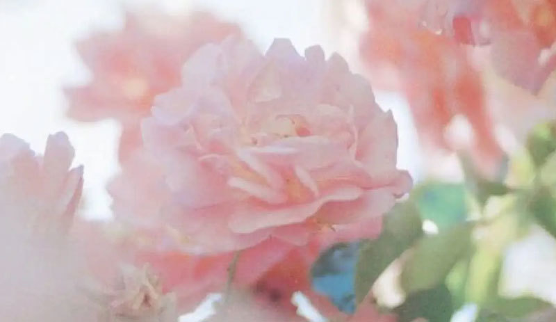 Dried flowers, eternal flowers, artificial flowers also need maintenance