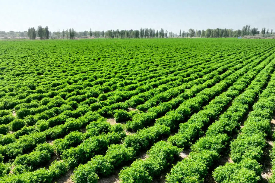 Agriculture