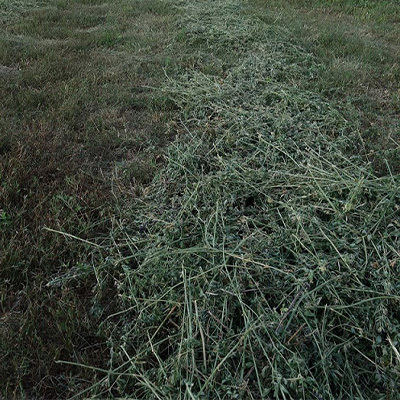 Alfalfa / Lucerne