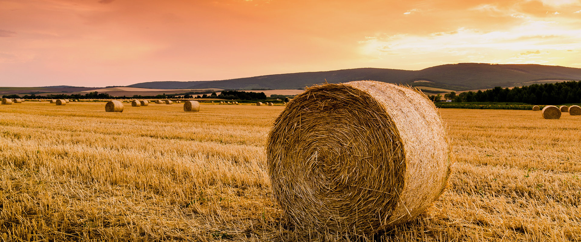Global biomass and chemical new material solution provider