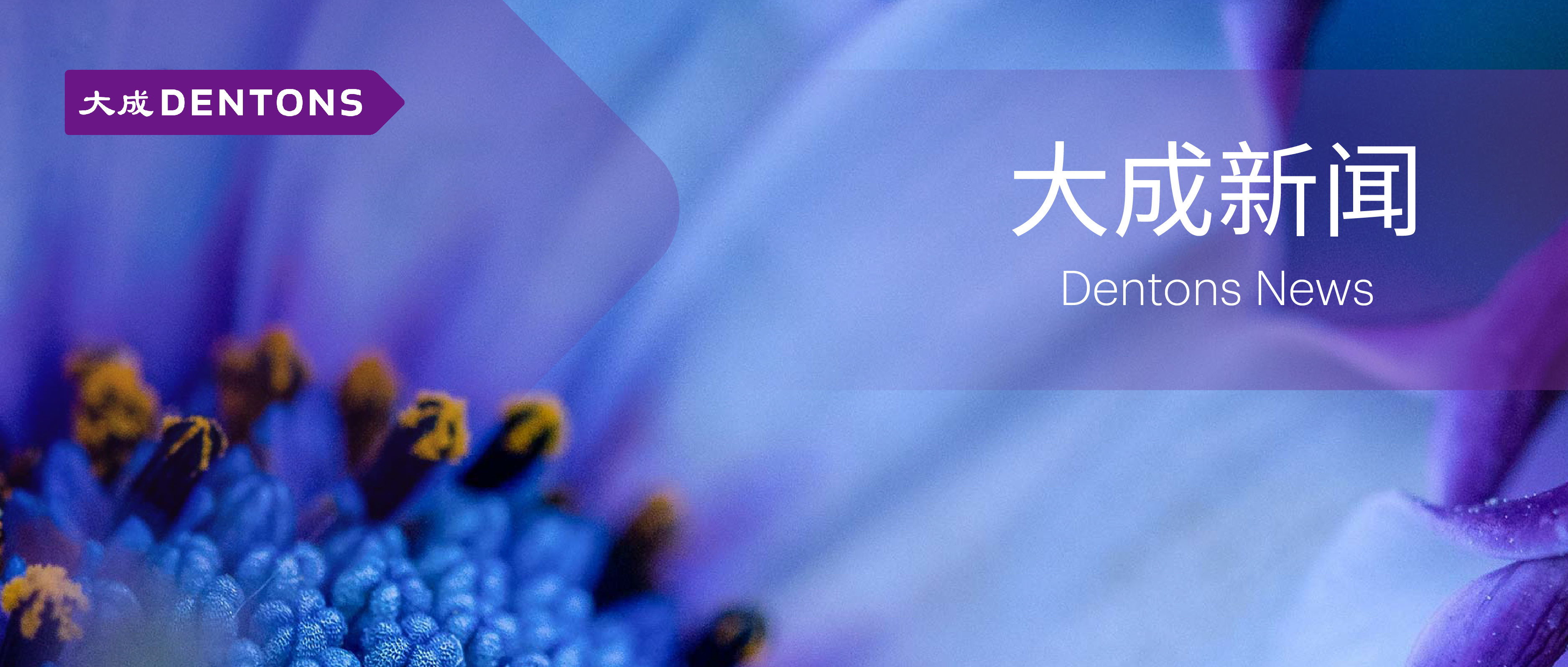 中国侨联副主席连小敏一行调研北京大成（上海）律师事务所侨联工作