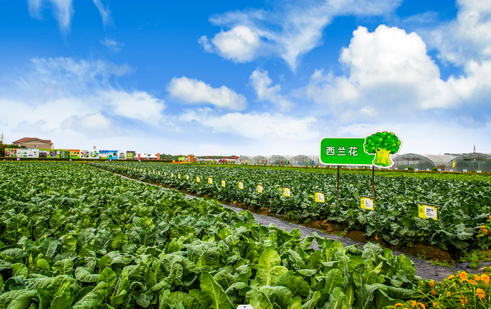 爭先創優 賽馬比拼丨省種業集團：科技賦能育良種 奮力擦亮“浙江芯”