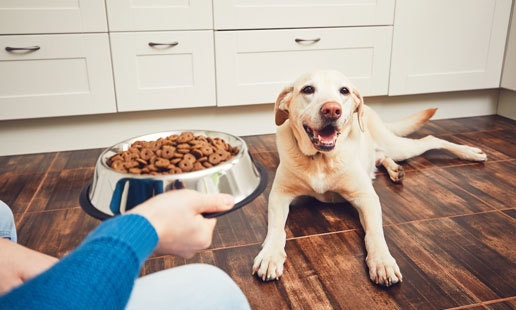 The application of Glucosamine products in pet food