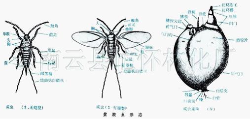 Application for fake insect film