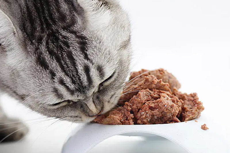 Analysis of the Current Situation and Development Trends of the Global Pet Food Industry Market