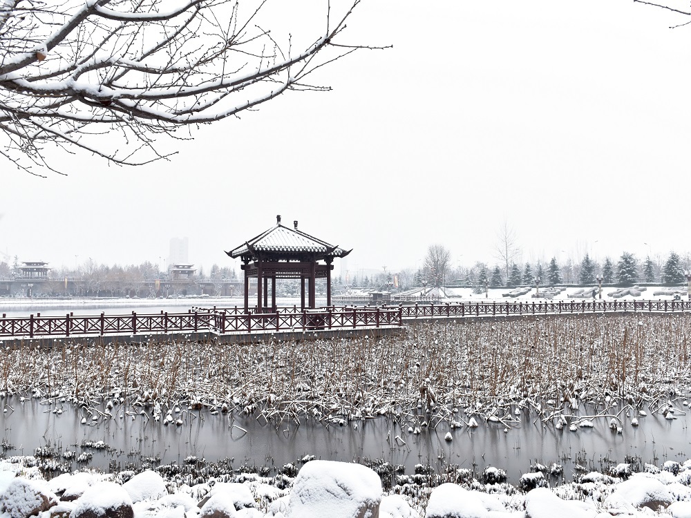 雪季荷塘