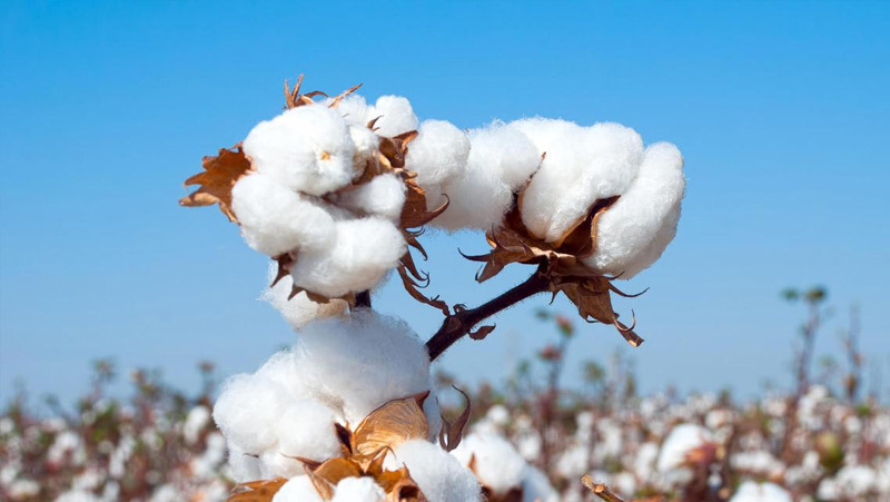Organic Cotton Organic Cotton