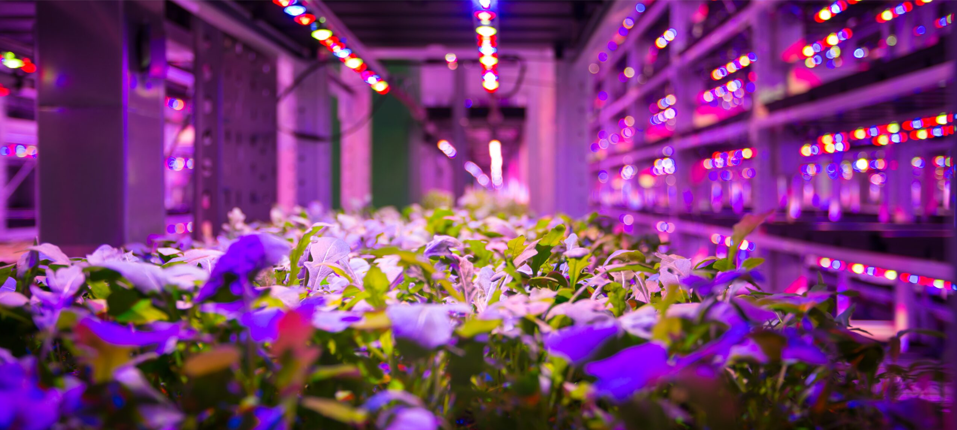 LED grow lights LED grow lights