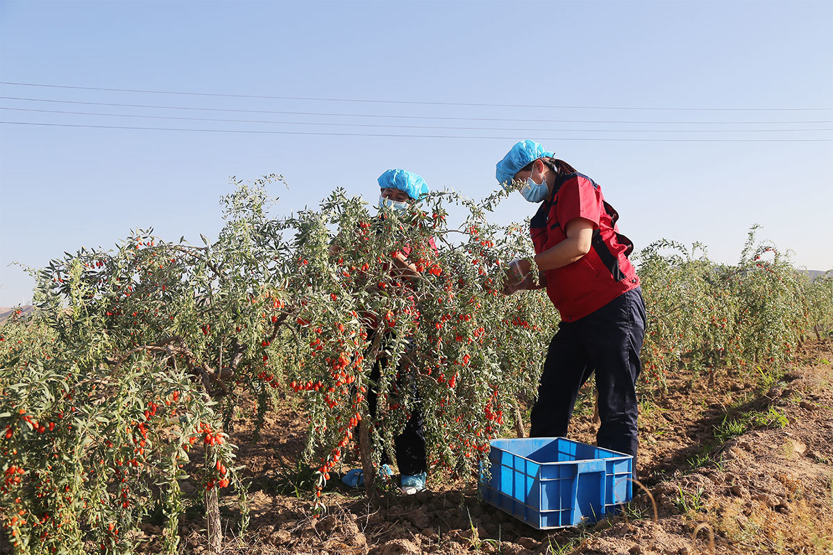 Artificial picking