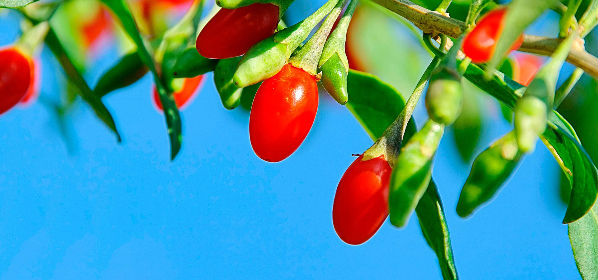 High quality red wolfberry