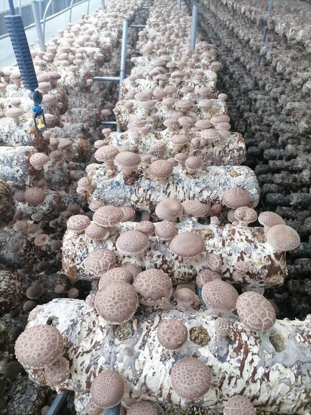 鮮香菇