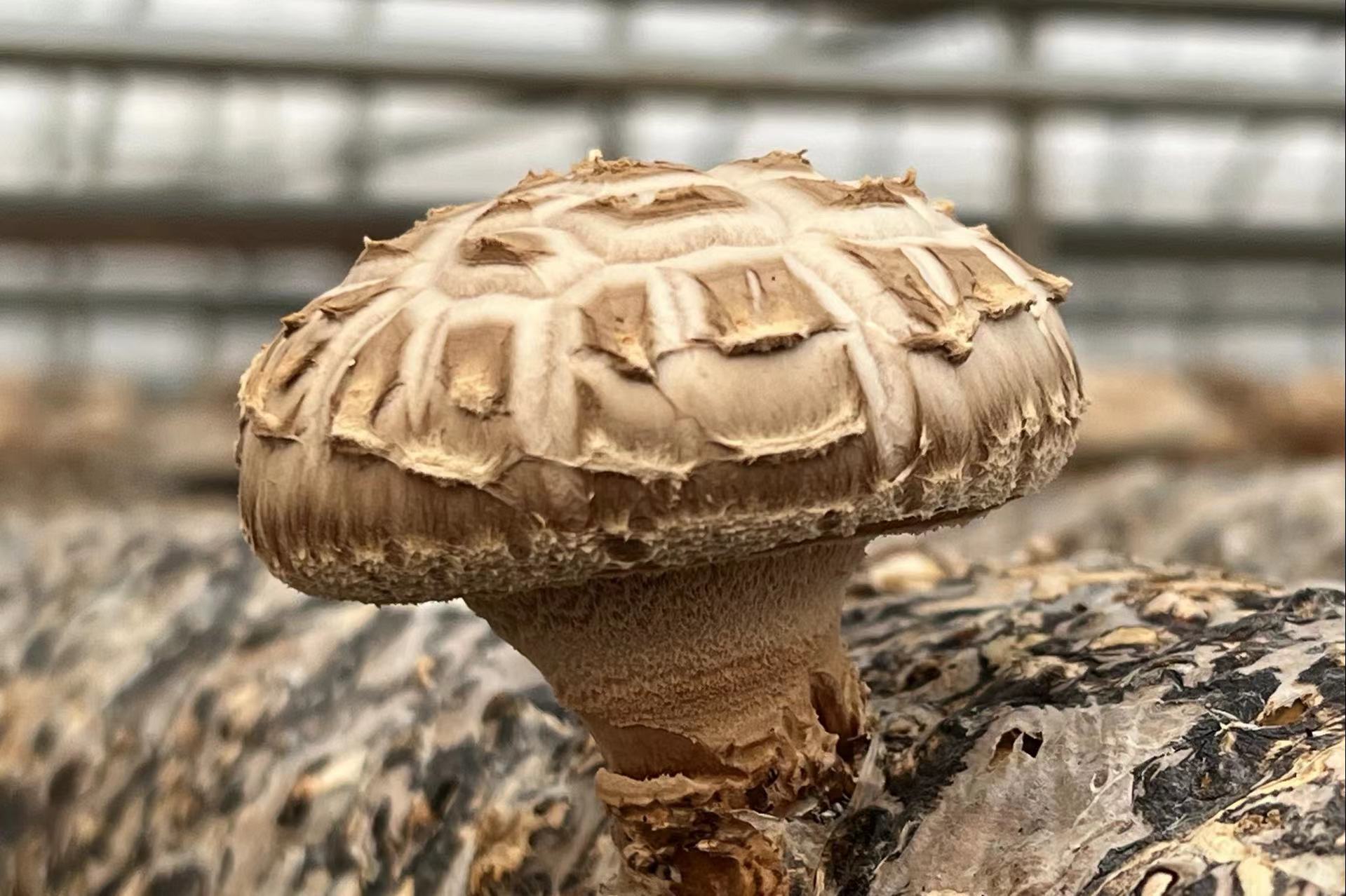 鮮香菇