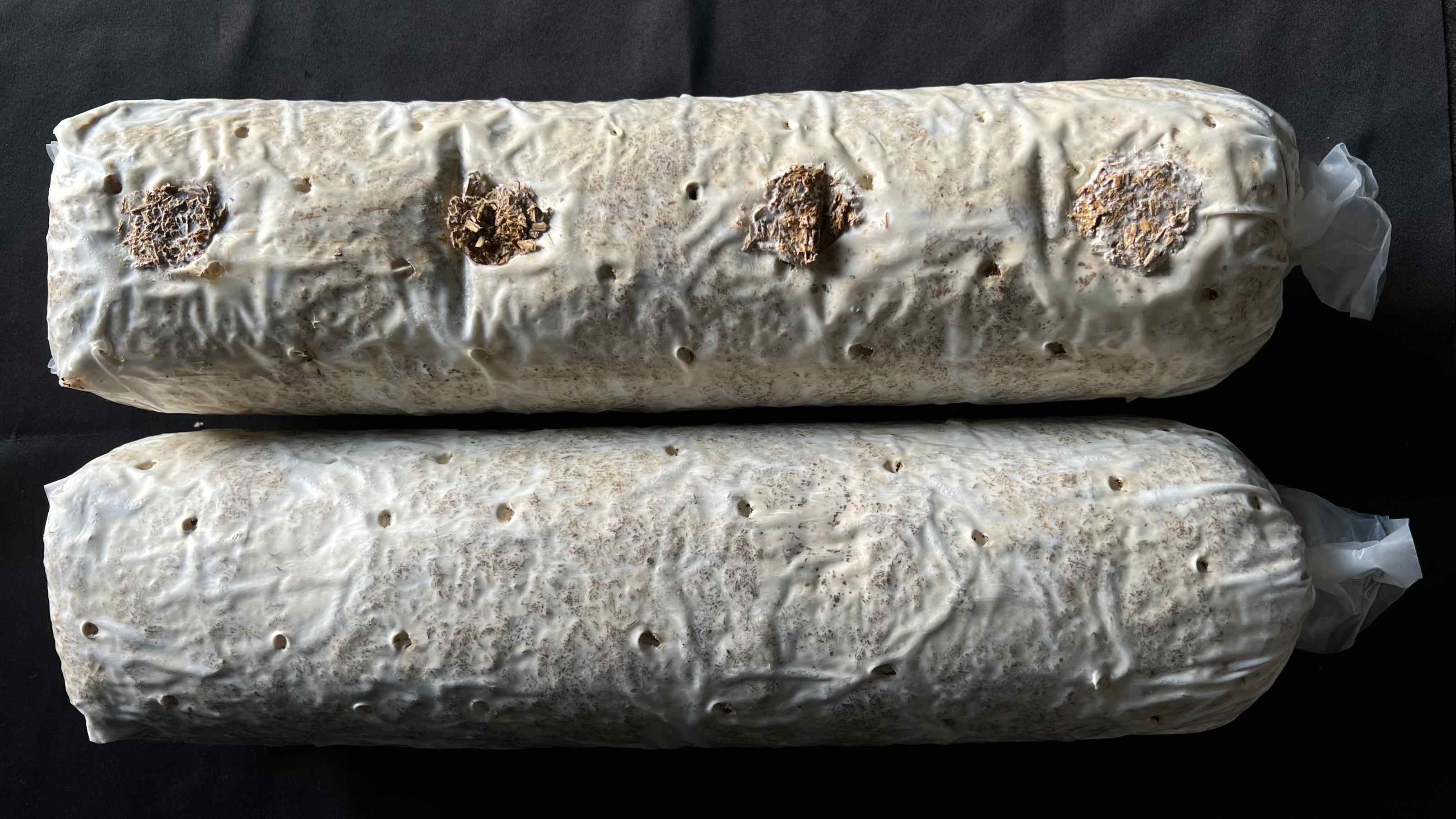 刺孔的固體菌棒