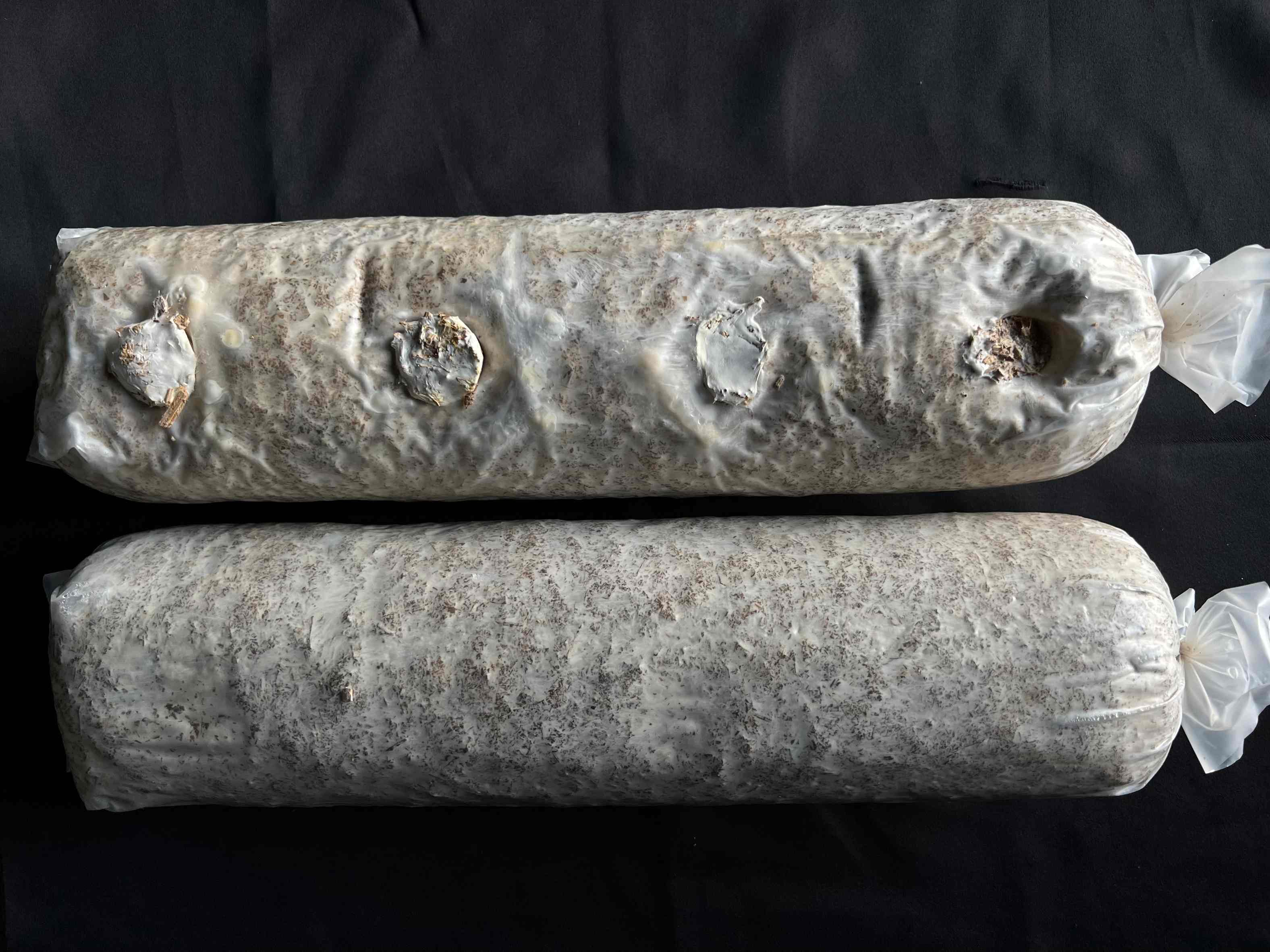 長滿的固體菌棒
