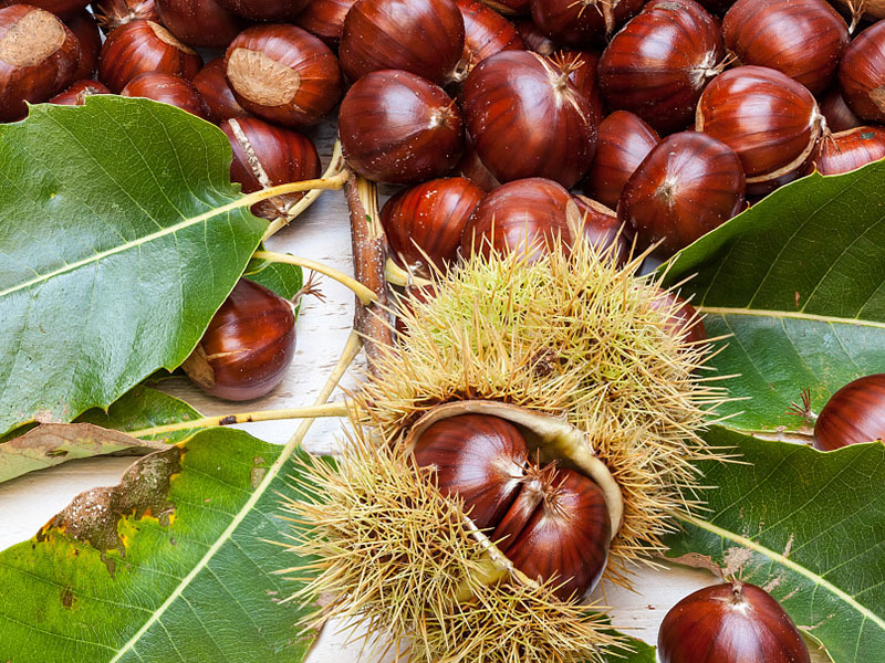 Chinese chestnut