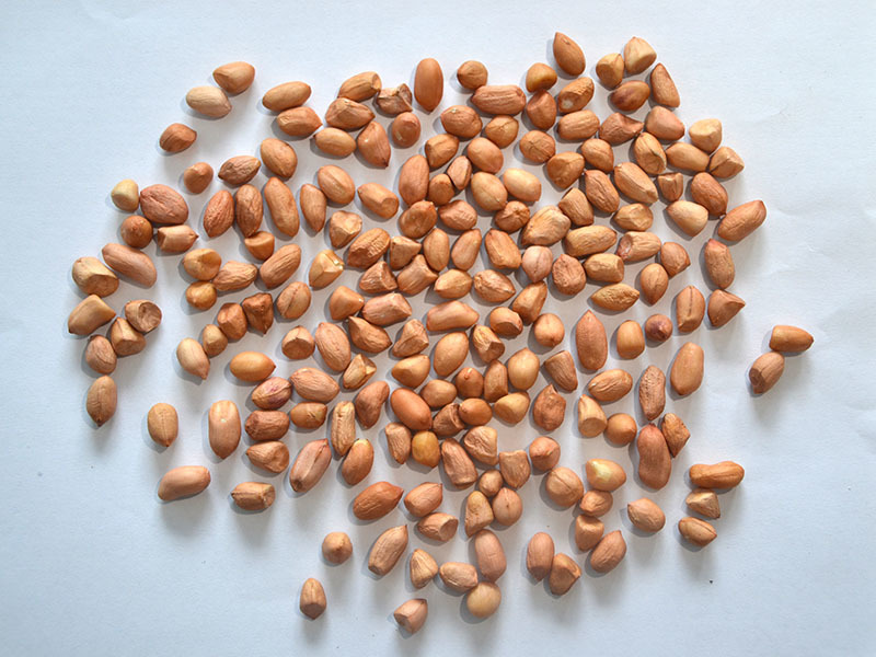 Peanut