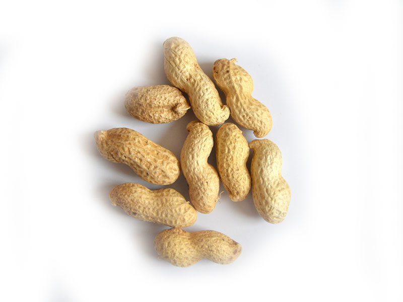 Peanut in shell