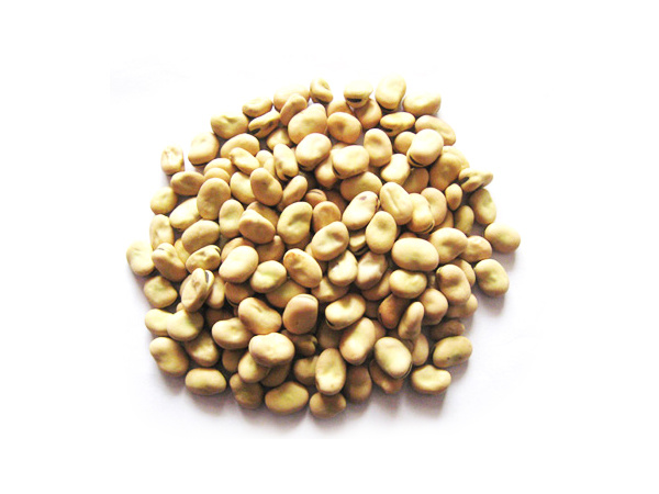 Broad bean