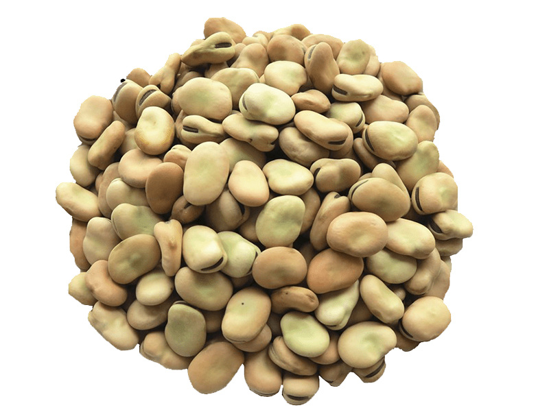 Broad bean
