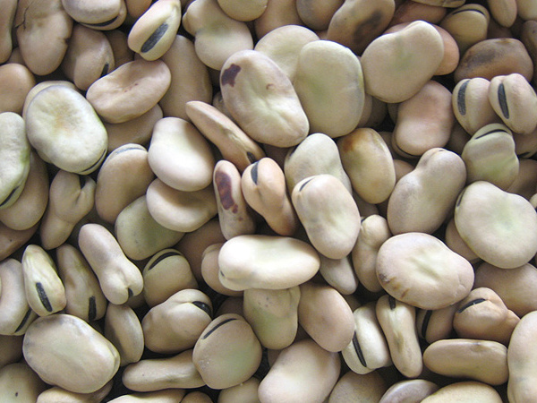 Broad bean