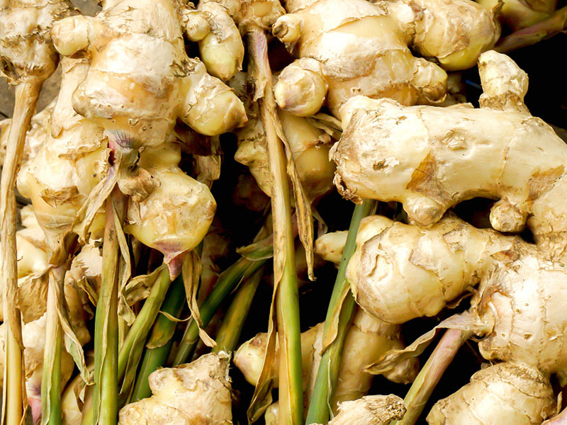 Ginger