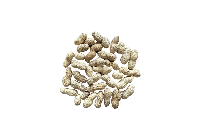 Peanut in shell