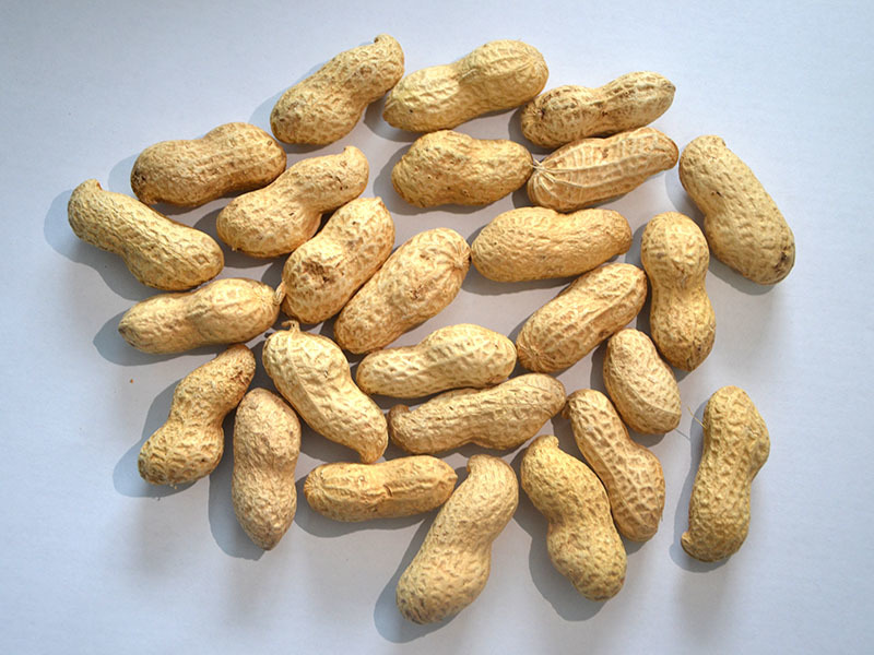 Peanut in shell
