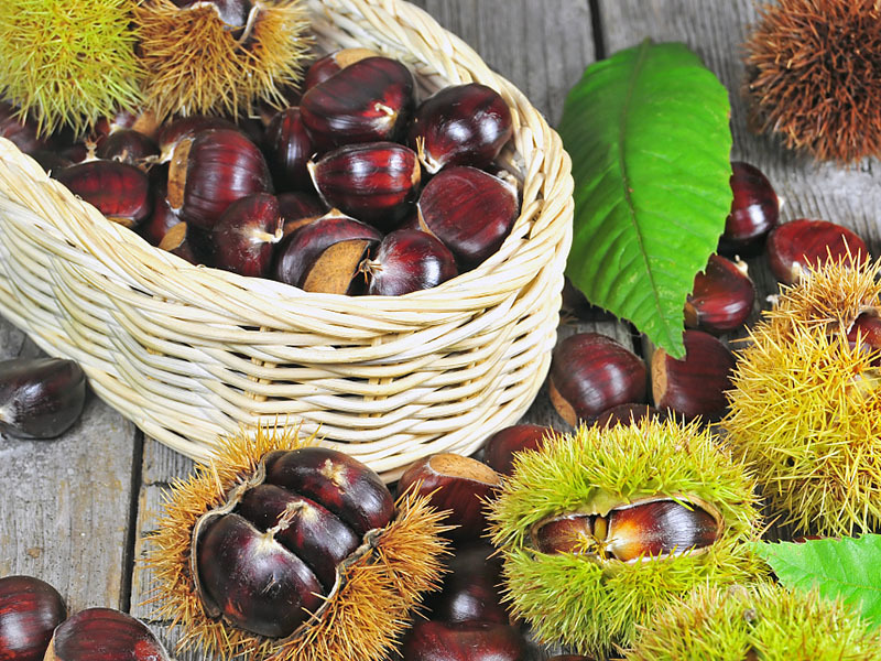 Chinese chestnut