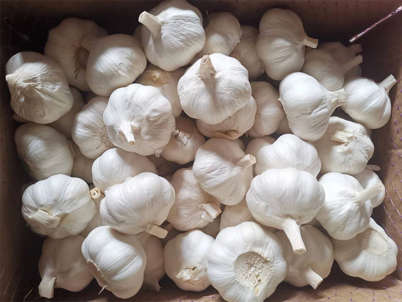 Pure white garlic