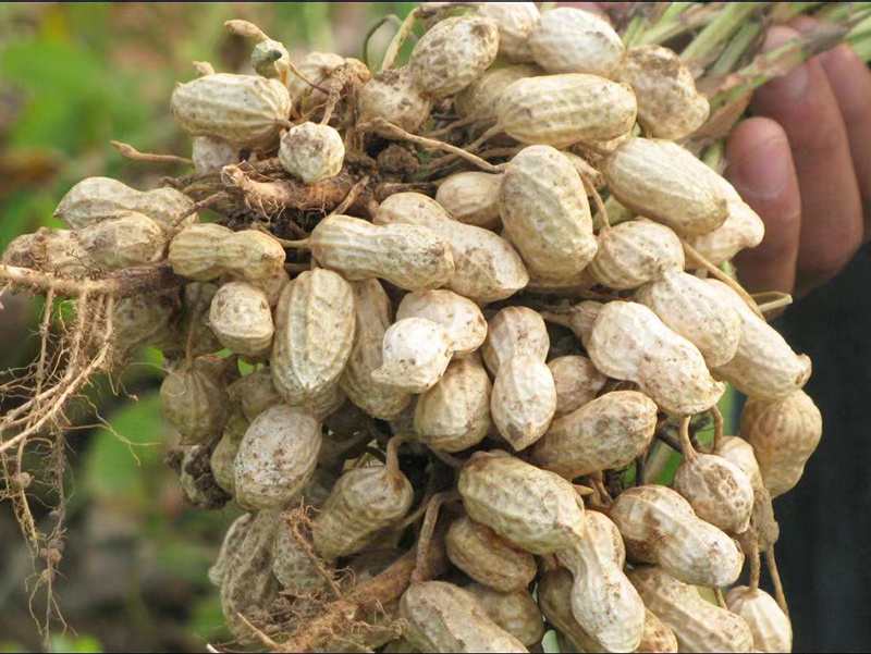 Peanut in shell