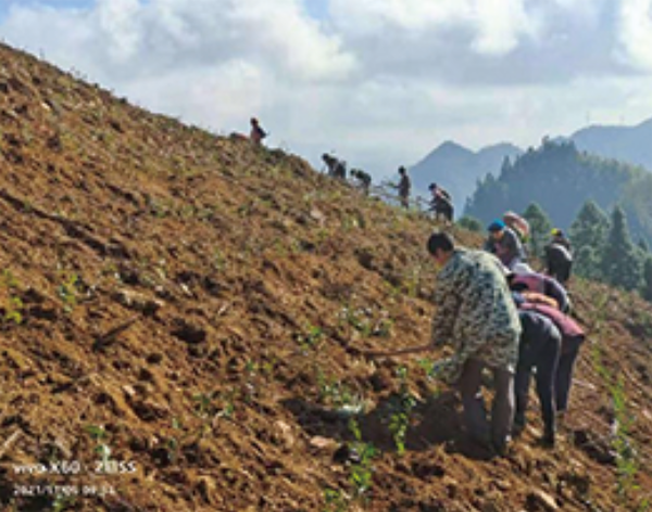 In 2021, the 300 mu base in Hongcha Village began to be planted. In 2021, the 300 mu base in Hongcha Village began to be planted.