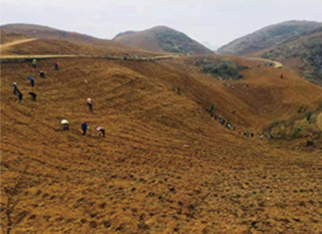 The ground preparation of Shaying Base will be started on December 13, 2017, and the planting will be completed on January 18, 2018. The ground preparation of Shaying Base will be started on December 13, 2017, and the planting will be completed on January 18, 2018.