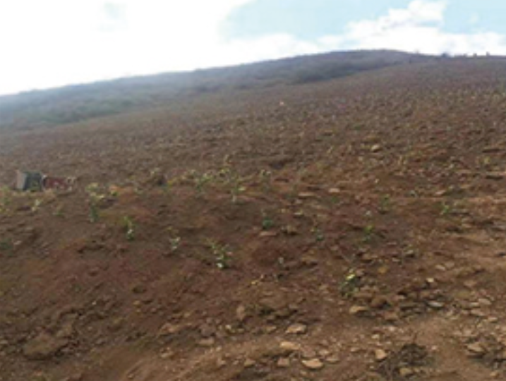 Hongcha 1000 mu base started land preparation on December 7, 2016 and completed planting on January 9, 2017. Hongcha 1000 mu base started land preparation on December 7, 2016 and completed planting on January 9, 2017.
