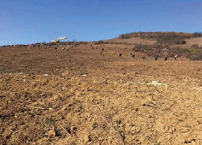 The second base of Hongcha started soil preparation on November 5, 2017, and the planting was completed on January 7, 2018. The second base of Hongcha started soil preparation on November 5, 2017, and the planting was completed on January 7, 2018.