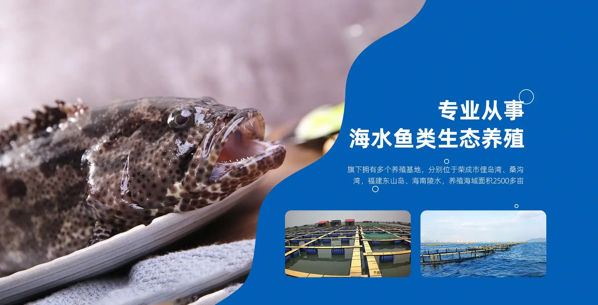 专业从事 海水鱼类生态养殖