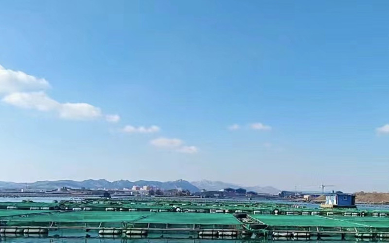 俚岛湾网箱 俚岛湾网箱