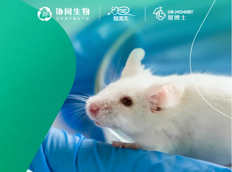 为什么C57小鼠不适合造混合型高脂血症