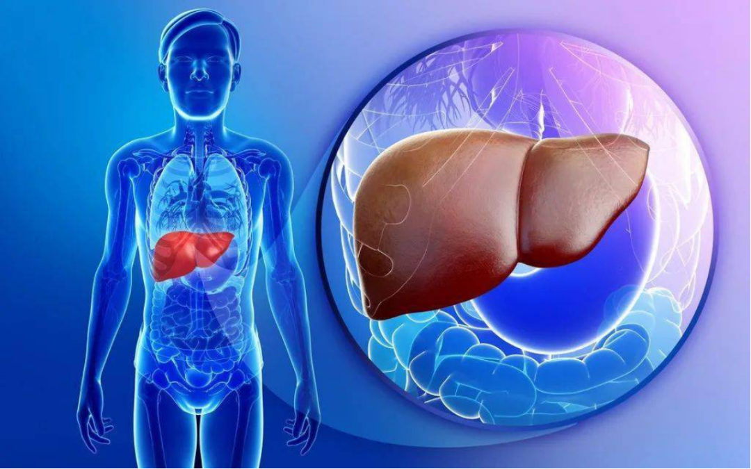 Organ System disease Models - How to build liver fibrosis models from feed or feed addition drugs?