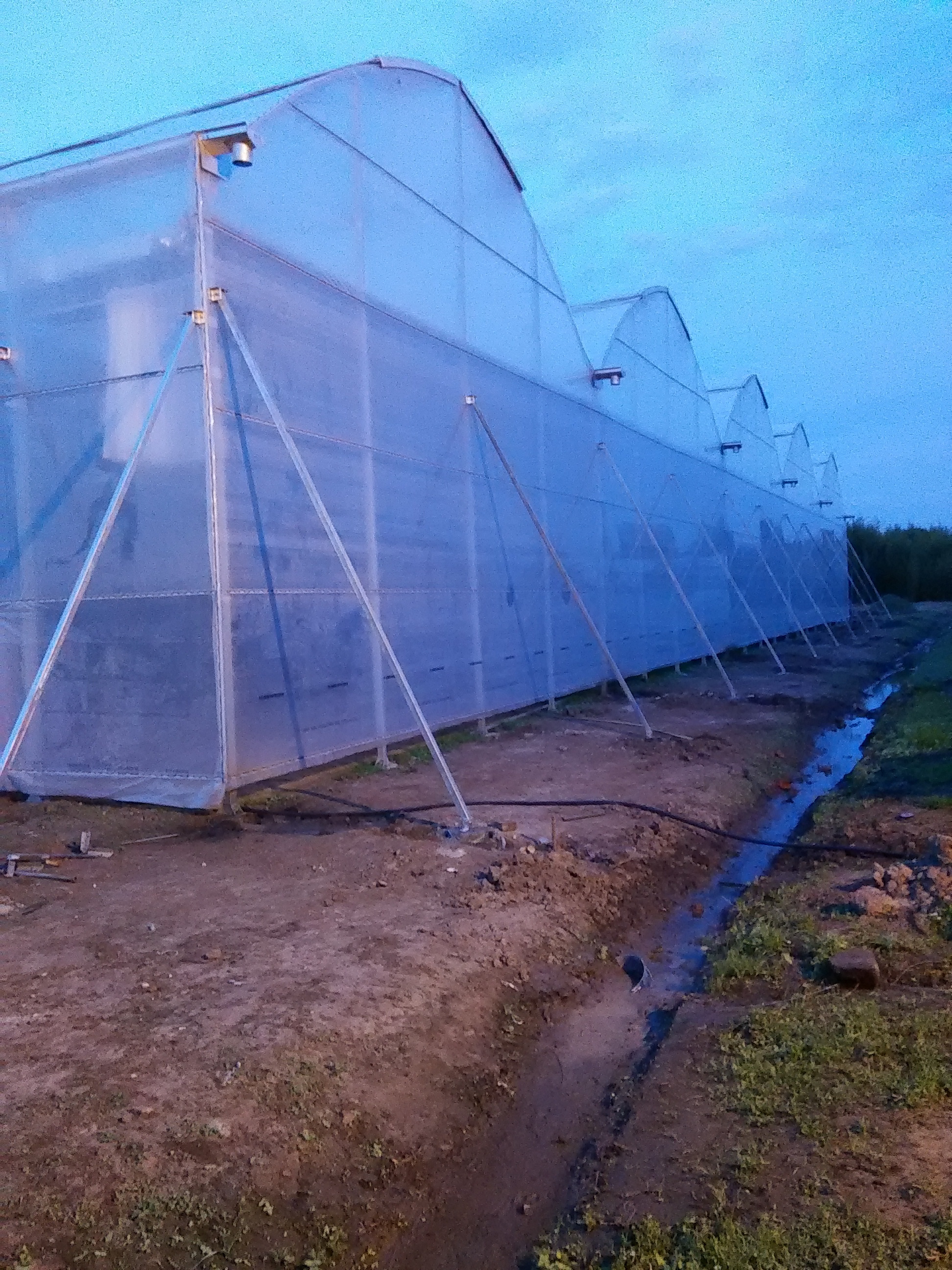 Argentina EU Film Greenhouse For Cutting Flower