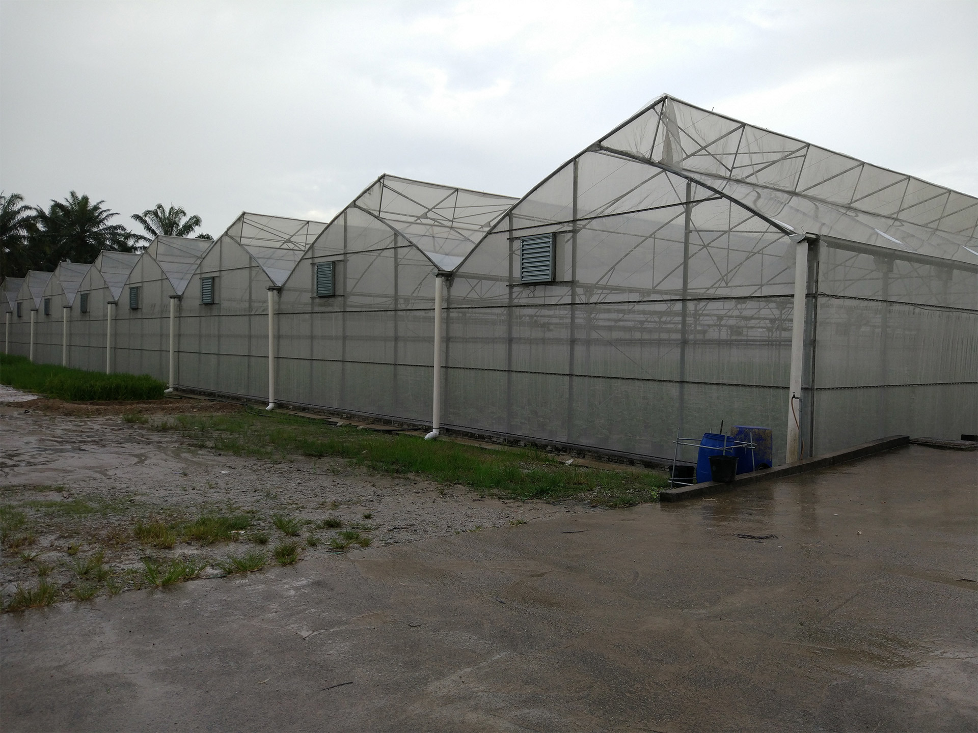 Malaysia Tropical Fixed Roof Greenhouse For Melon Planting