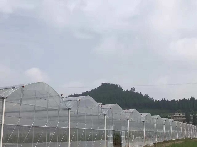 Best winterize greenhouse China manufacturer