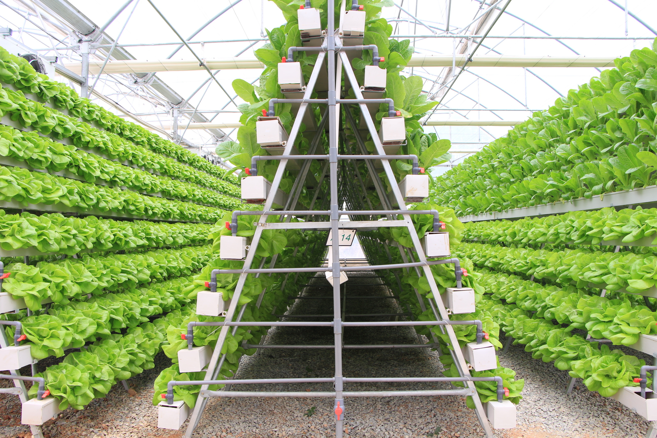 A Shaped Vertical Growing System