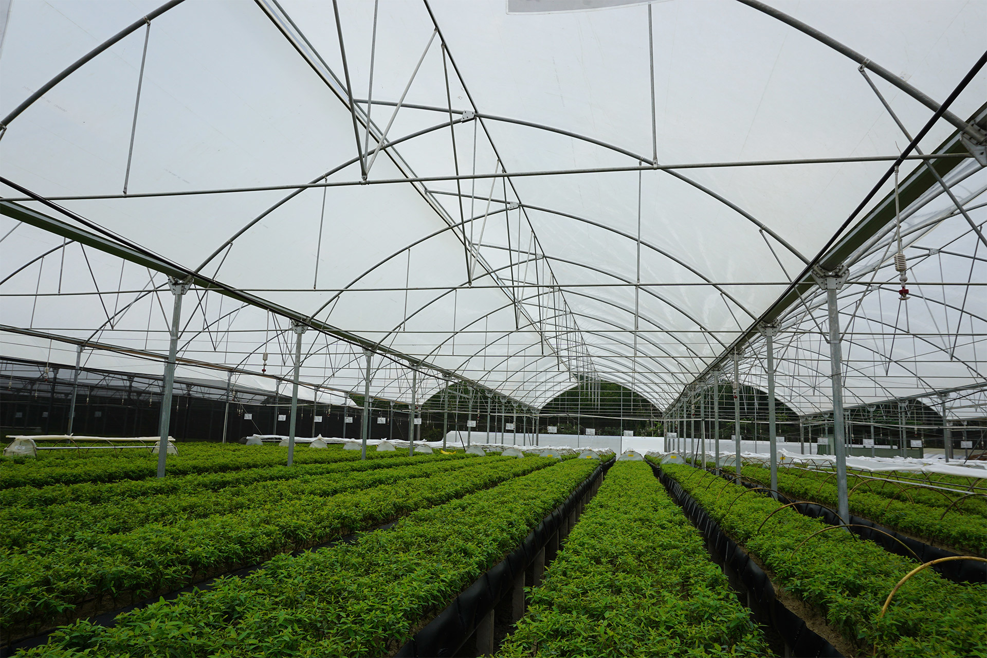 Laos–Tree Nursery Greenhouse